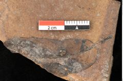 Foto (Detailsansicht) von Quercus palaeoilex Ettingshausen (NHMW-GEO-2024-0188-0930)